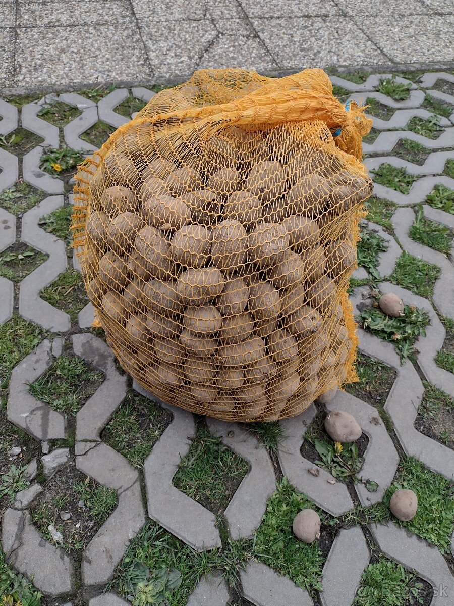 Sadzbové zemiaky