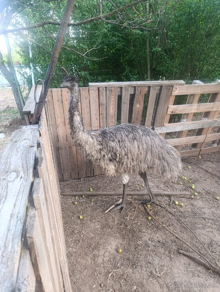 Predám Pštrosa - Emu