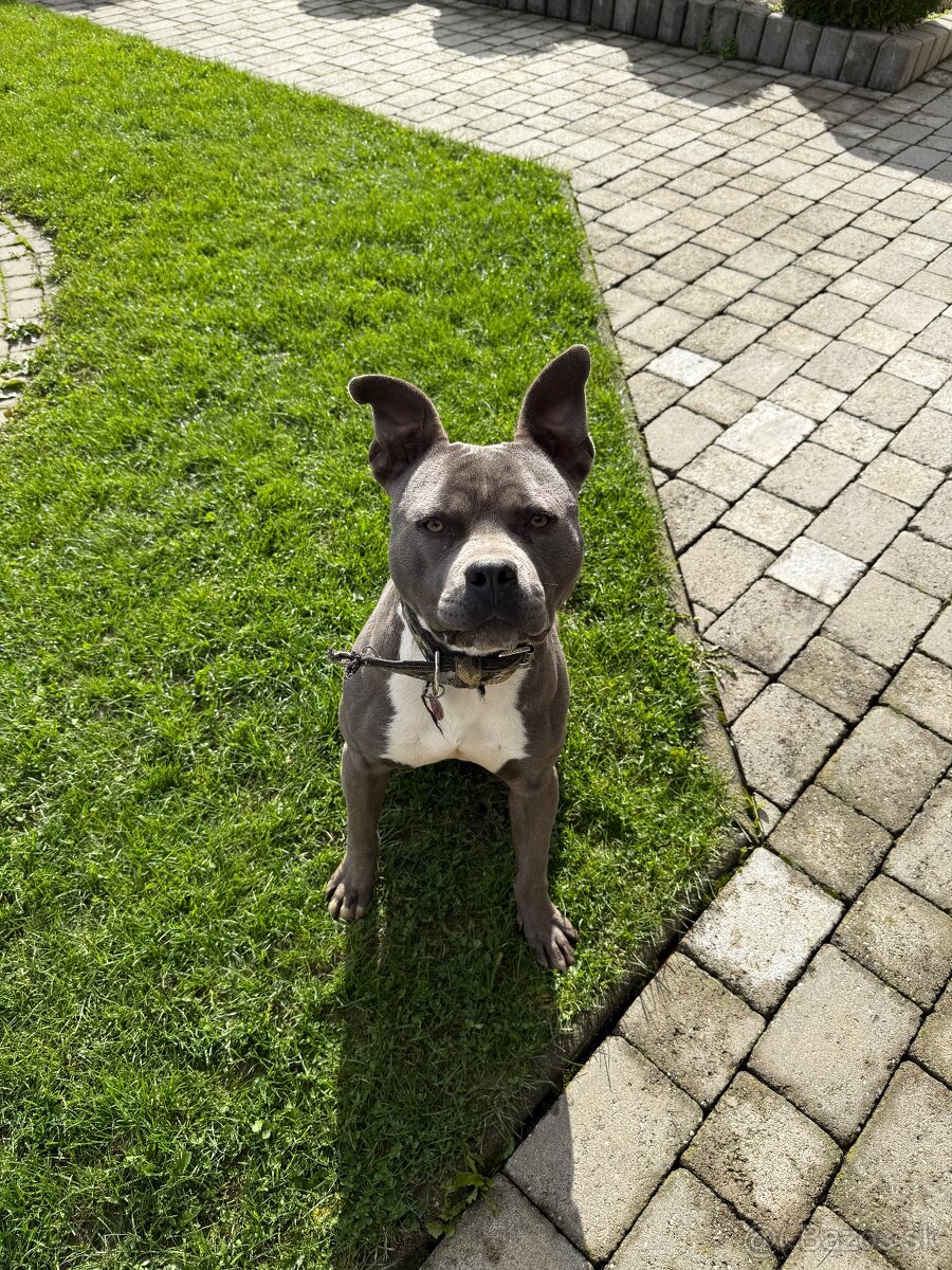 Darujem psíka Stafordšírsky teriér