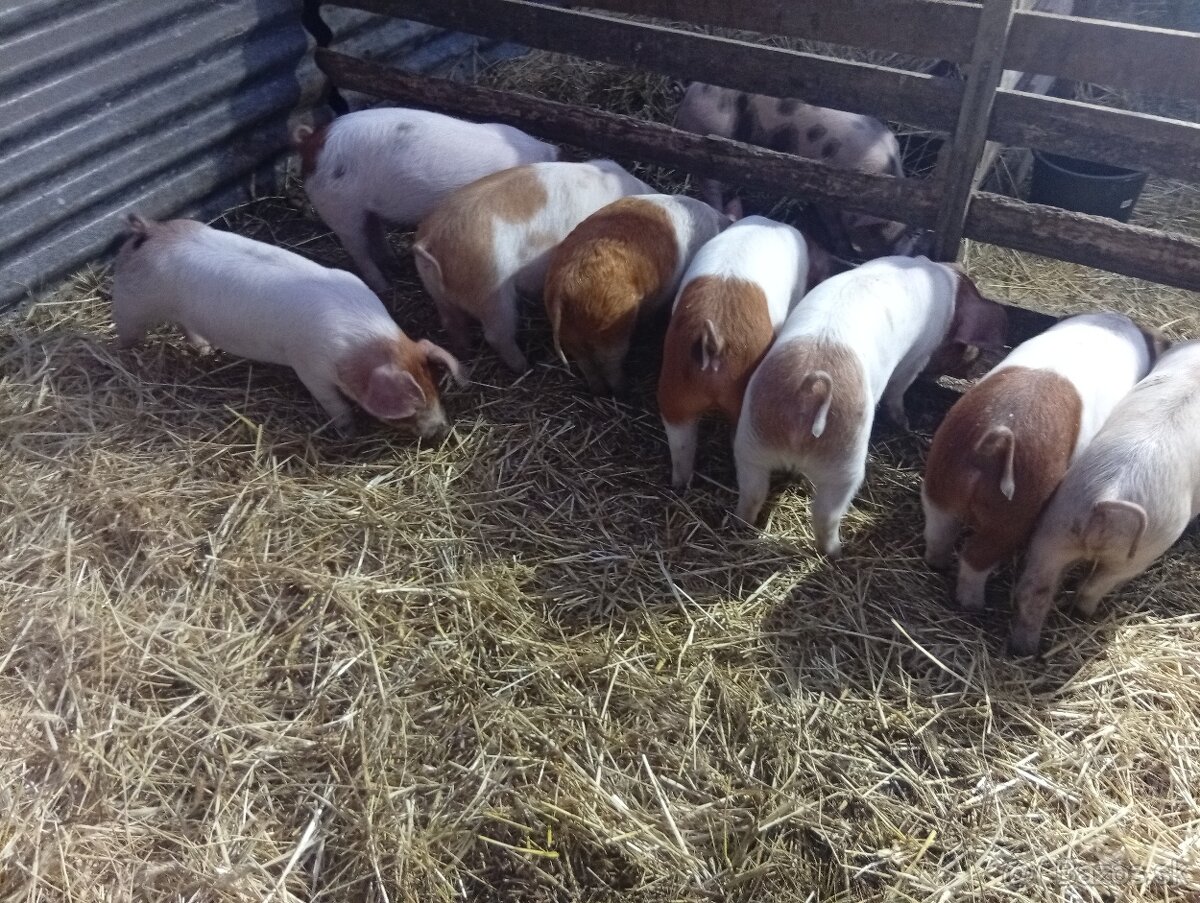 Landras X duroc 30-35kg