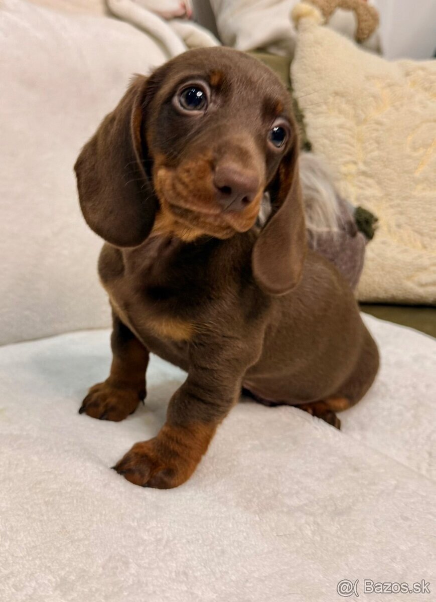 oliviasevcikova3110@gmail.com