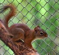 Veverička kanadská