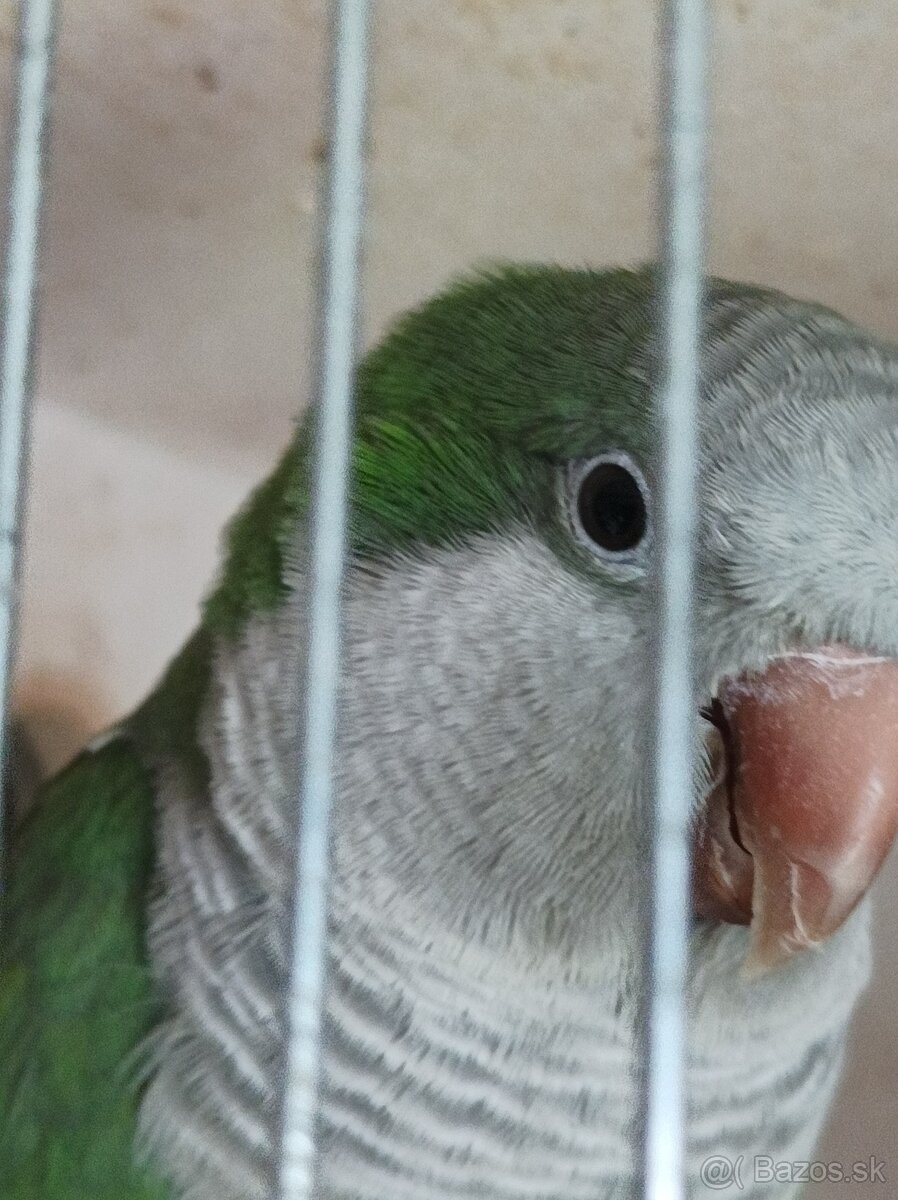 Predám Mnícha ručne dochovaného.