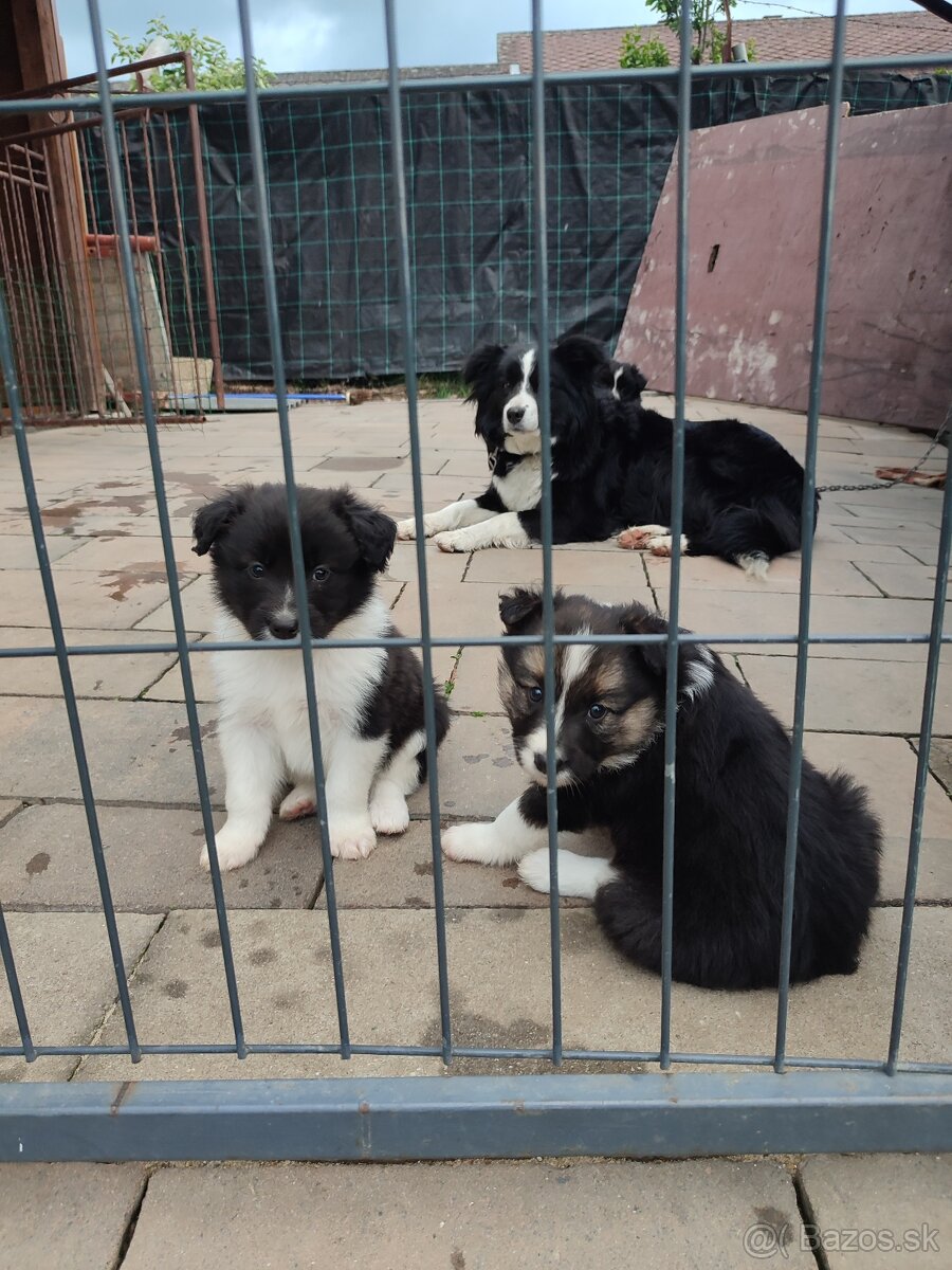 Border kólia šteniatka