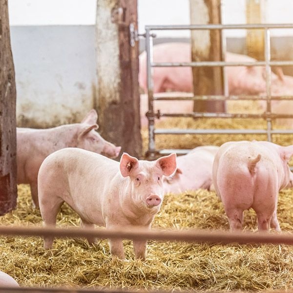 Práca na farme s ošípanými – Holandsko