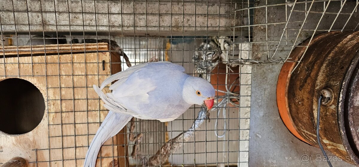 Predam alexander.maly 2023