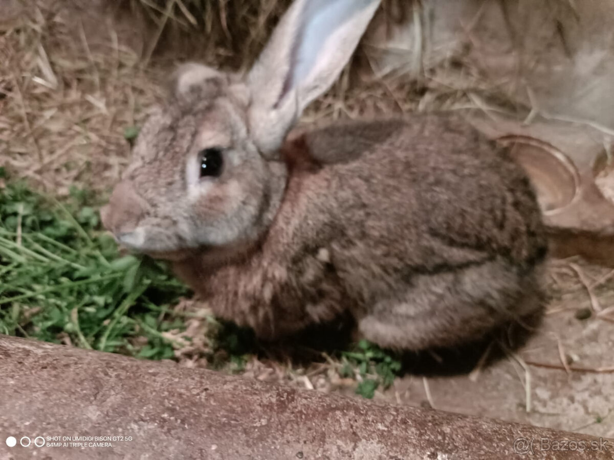 Predám králika samec