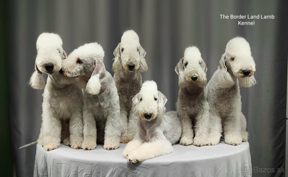 Bedlington teriér