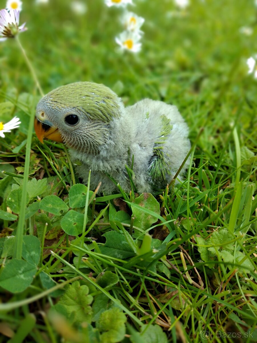 Agapornis na ručné dokŕmenie.
