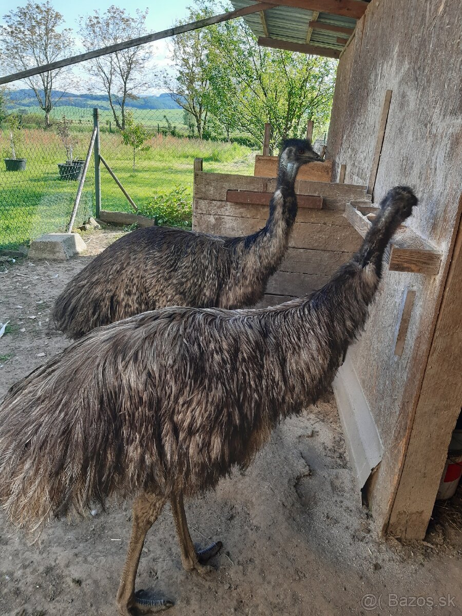 Pštros-Emu hnedý