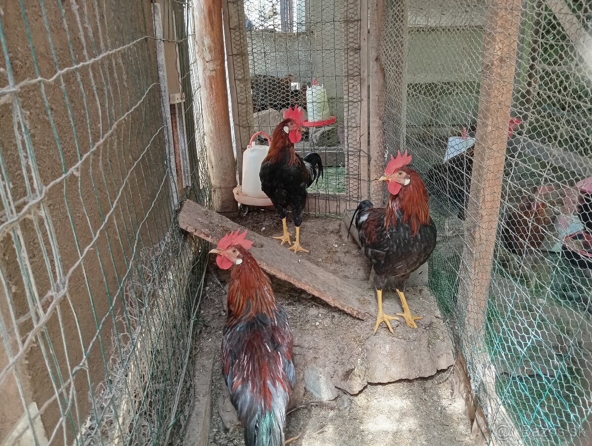 Kohút vlaška jarabičia