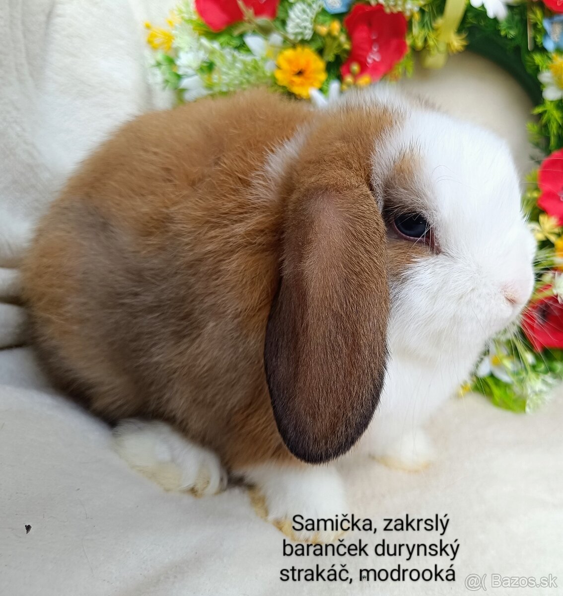 Zakrslý baranček s VP samička durynský strakáč