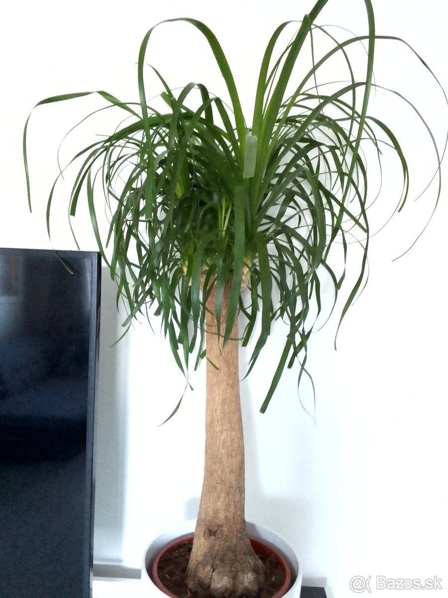 Veľká slonia noha 120cm