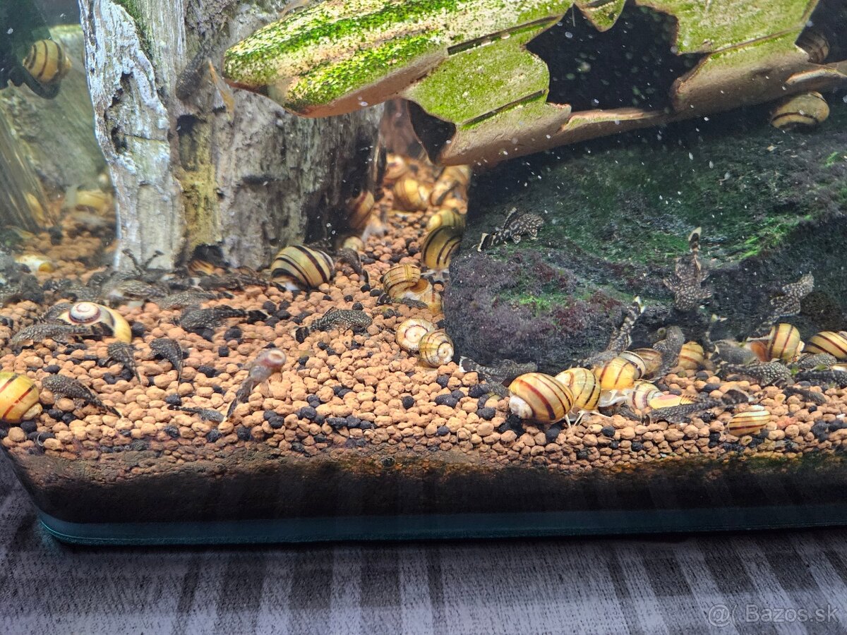 Akcia Mladé ancitrusy-prísavníky a krevetky mix