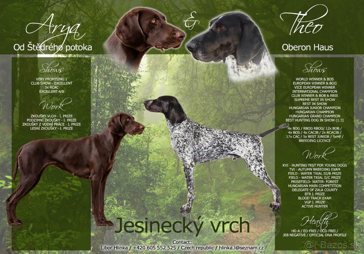 Německý ohař krátkosrstý