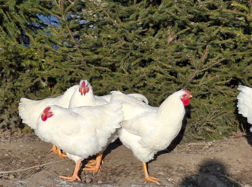 Predäm mladých kohútov Oravka biela