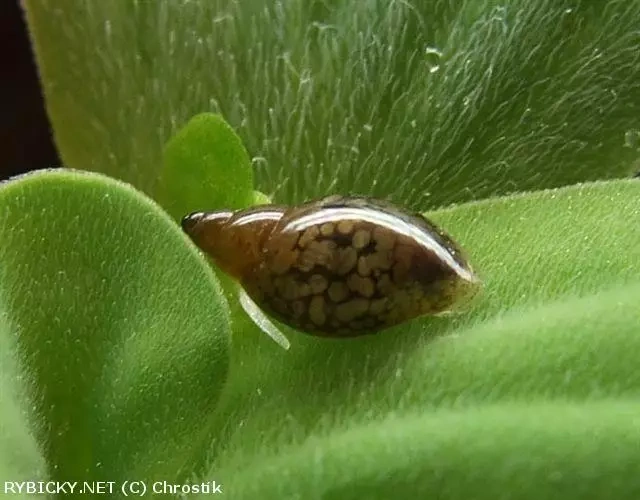 Plávajúcu rastlinku a levatky