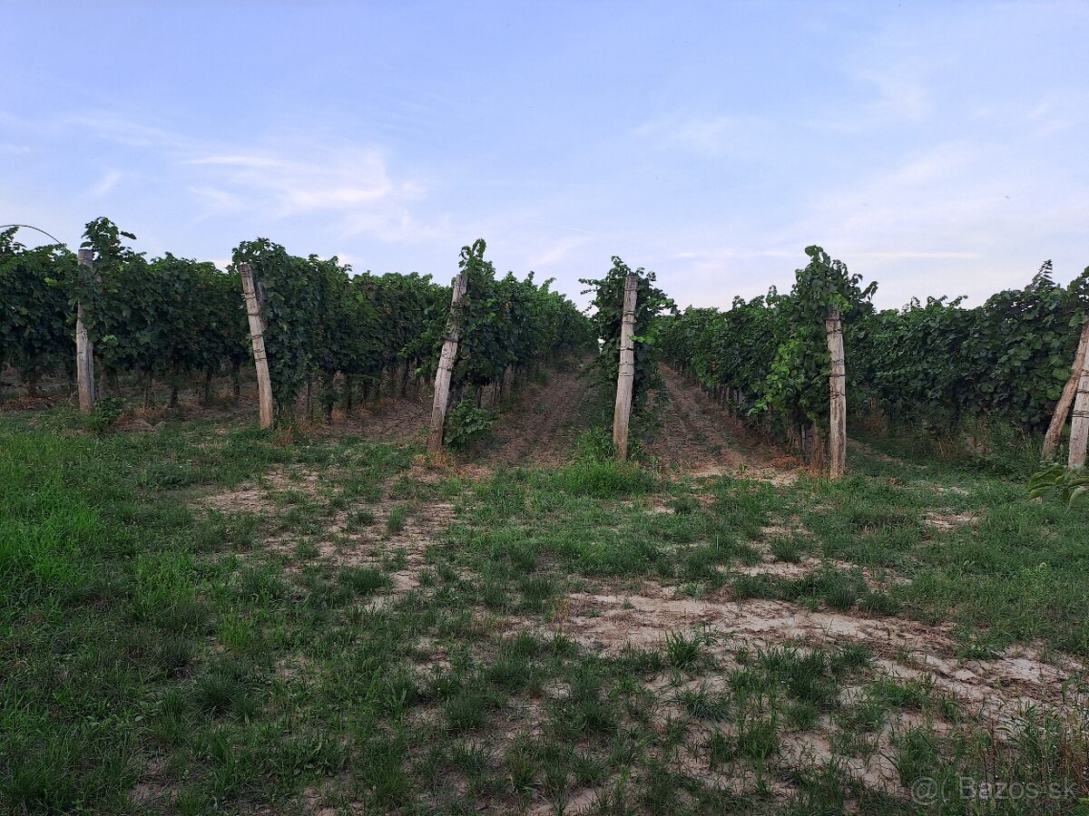 Vinohrad