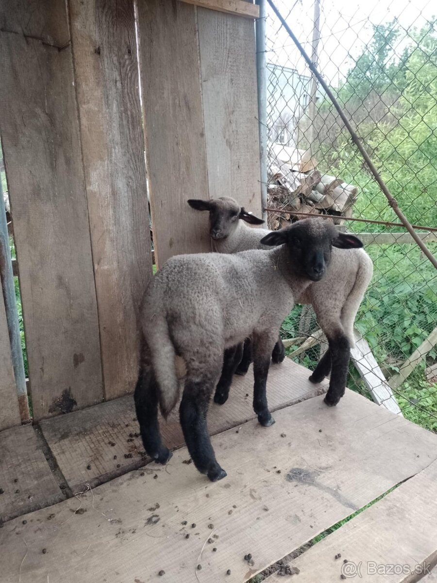 Ponúkam na predaj