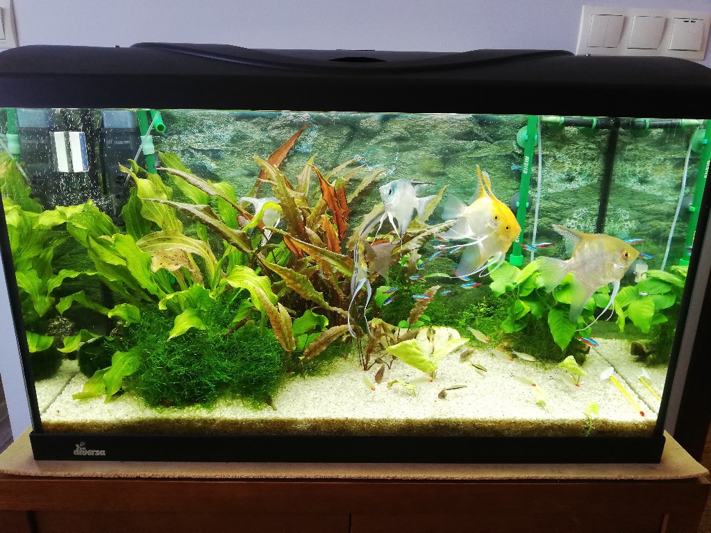 Akvarium diversa 125L