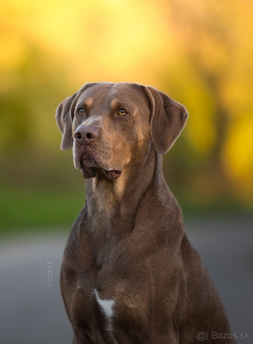 Louisianský leopardí pes Catahoula krytie