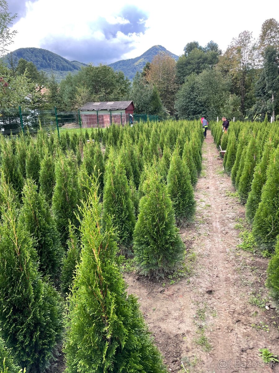 Tuja Smaragd, Vavrinovec , borovica , lipa (dovoz celá SR)