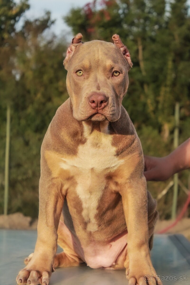 American Bully XL