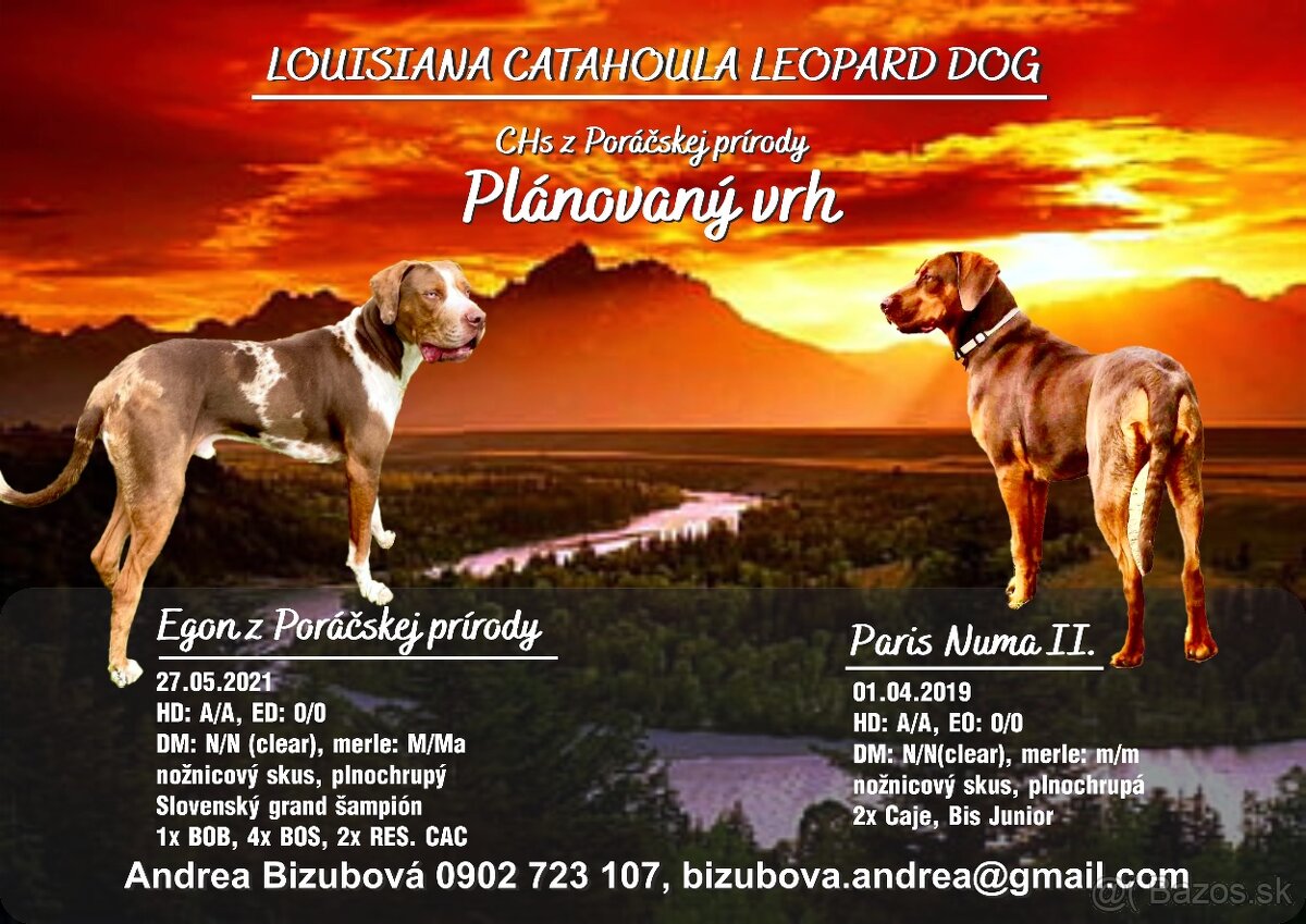 Louisianský leopardí pes - šteniatka s PP