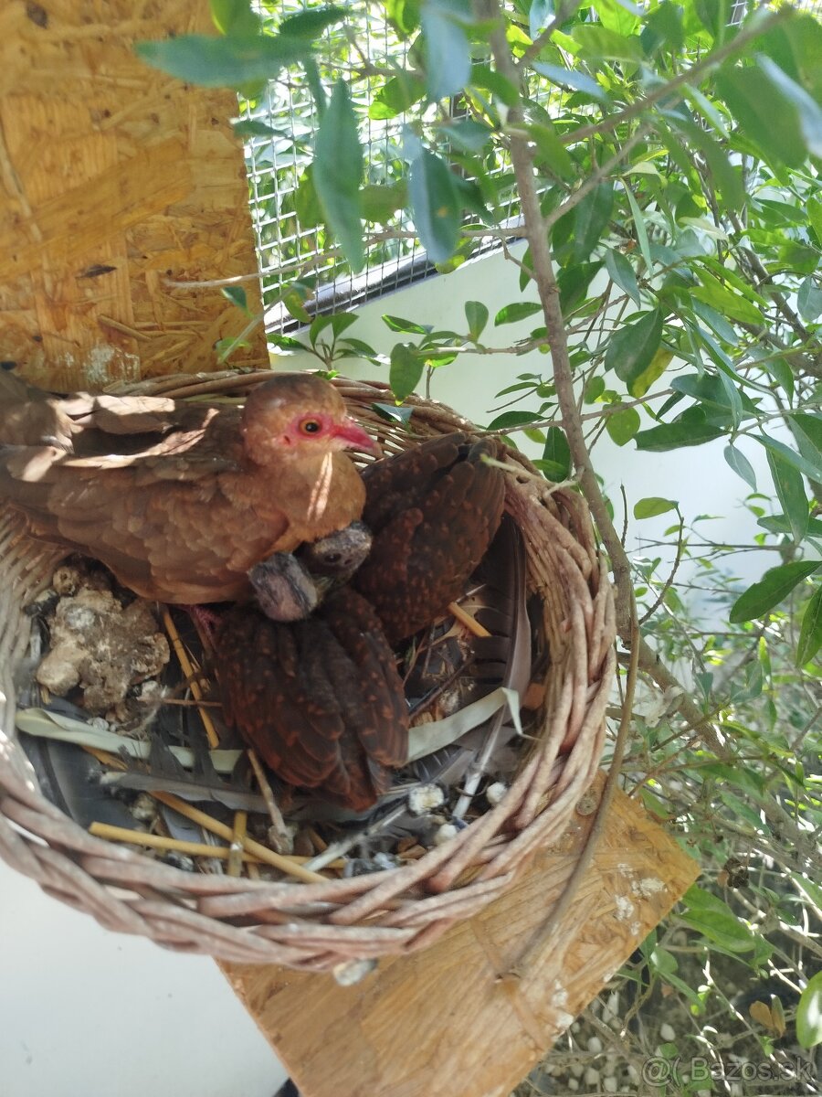 Holub horský -Geotrigon montana