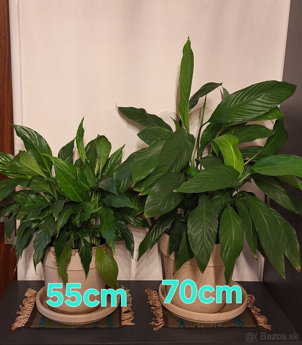 Lopatkovce v keramických kvetinačoch