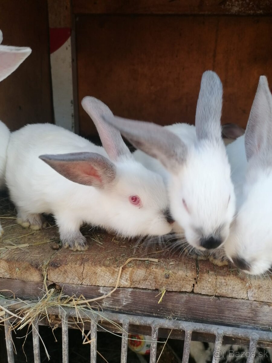 Predám zajace