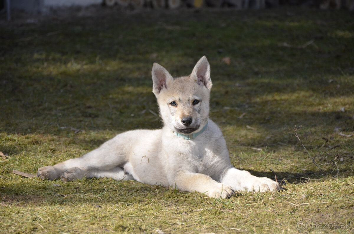 Československý vlčiak/vlčák štěňata s PP
