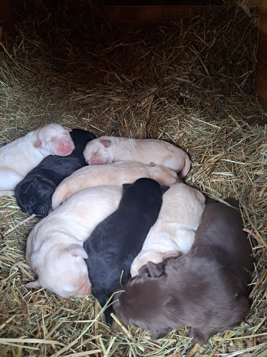 Labrador šteniatka
