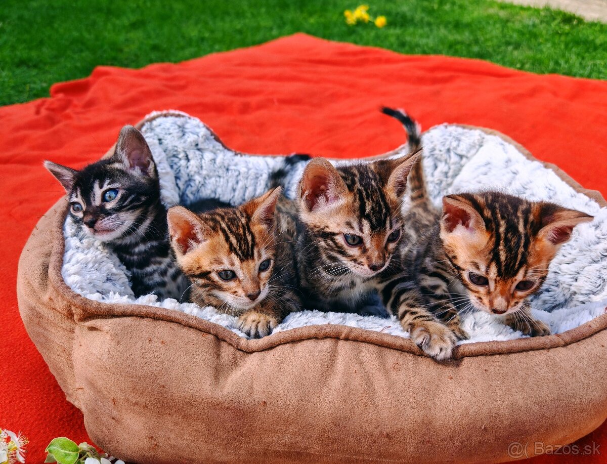 Bengalské mačiatka