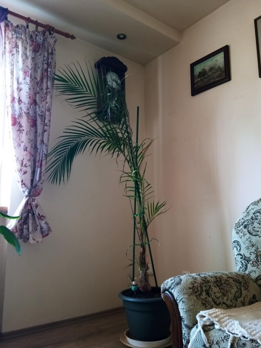 Krásna veľká palma 190 cm AKCIA