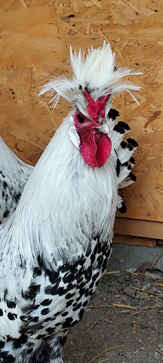 Appenzeller Spitzhauben kohút