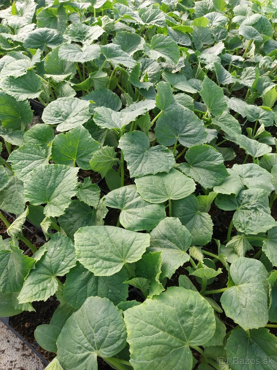 Nakladačky-priesady, červený melon, žltá a oranžova dinka,