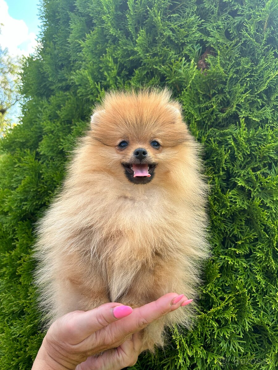 Pomeranian s PP, chovatelská stanica Nucháčik poms