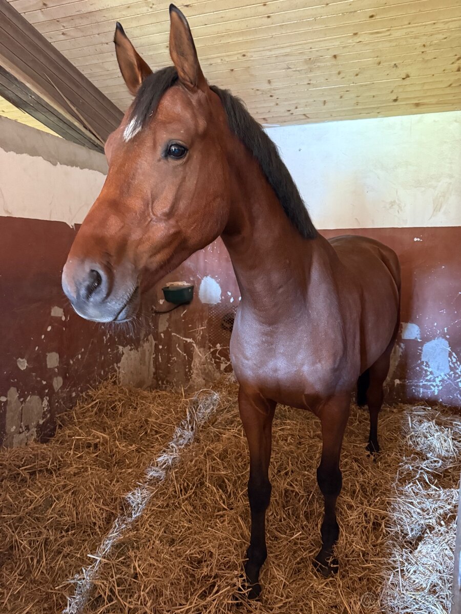 Krasny 4r oldenbursky valach