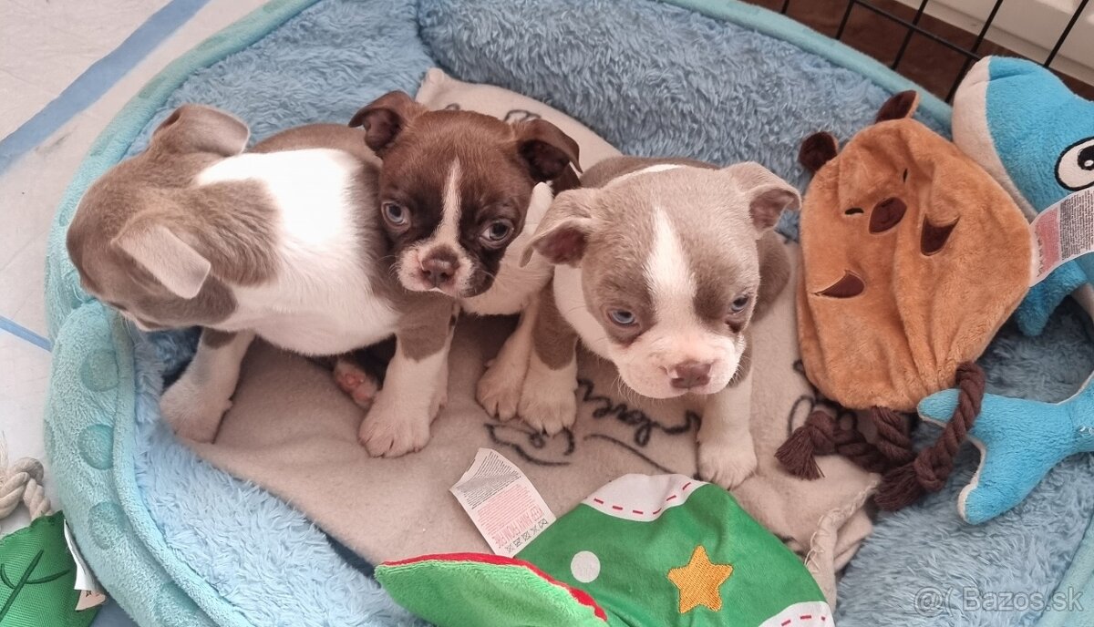 Boston terier Bostonsky terier