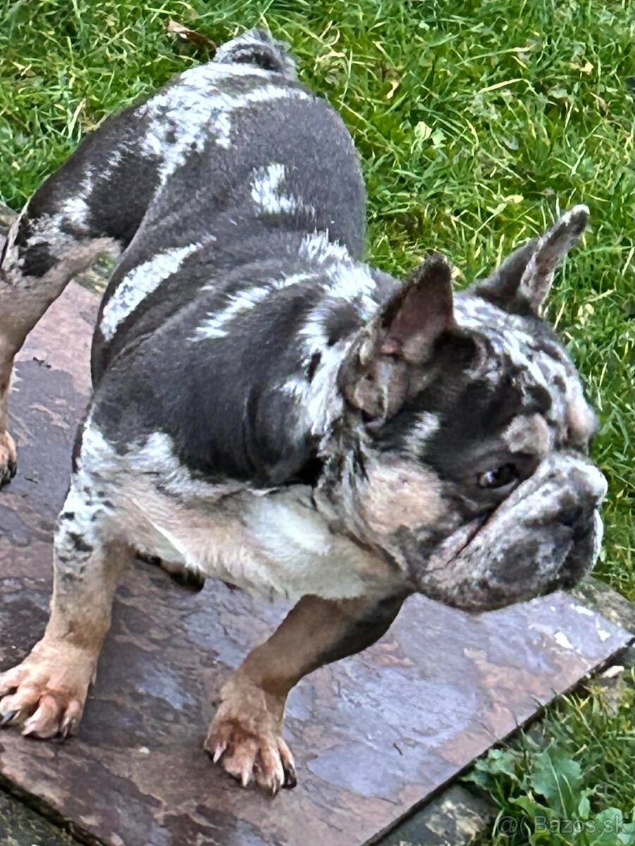 Francúzsky buldocek