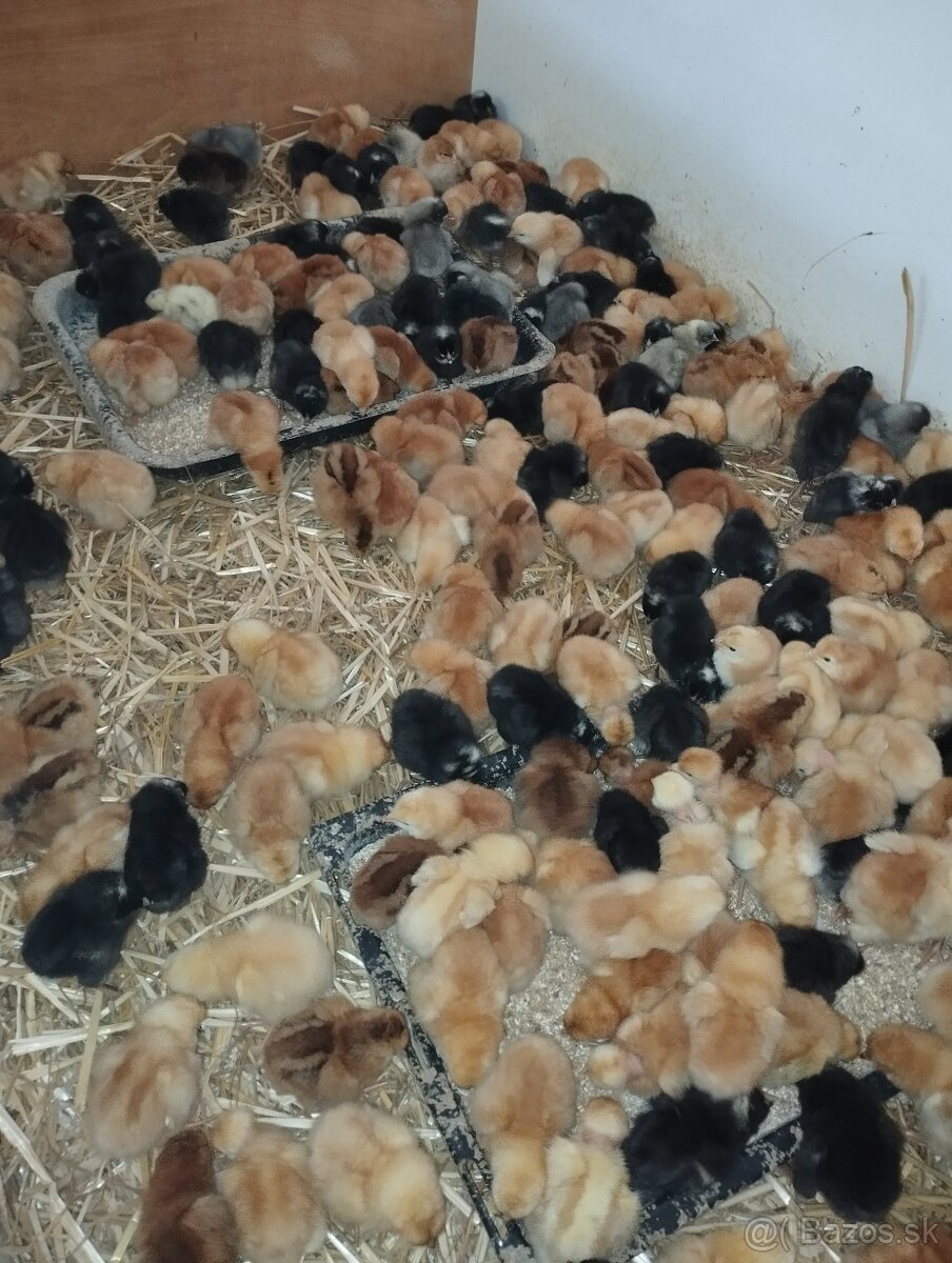 3- Dňové kuriatka kalimero