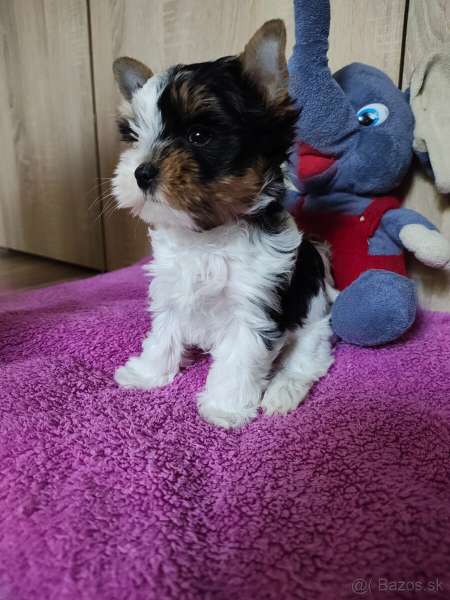 Predám šteniatka Yorkshire teriér biewer