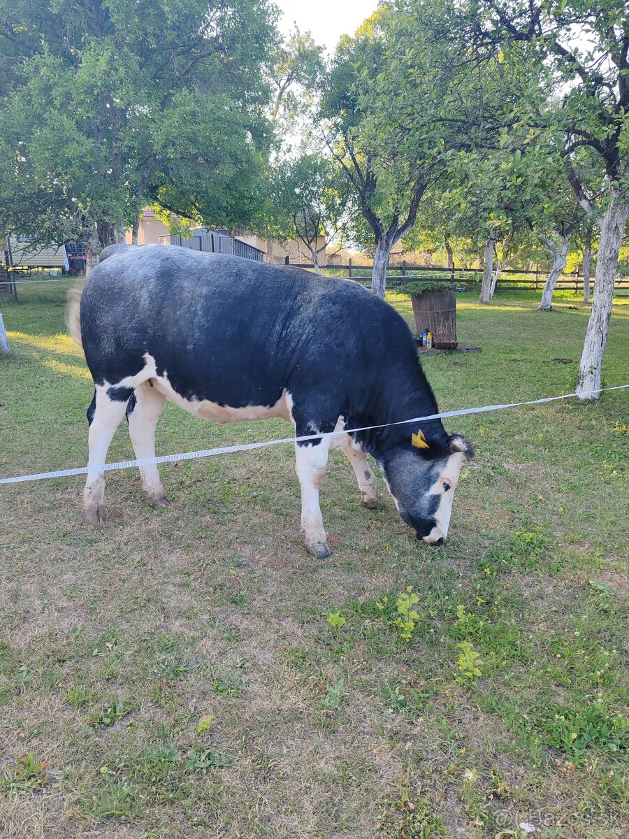 Jalovica