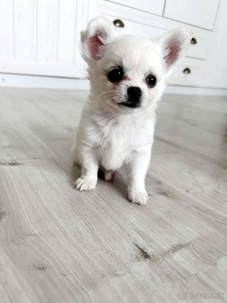 Predám čivava(chihuahua)