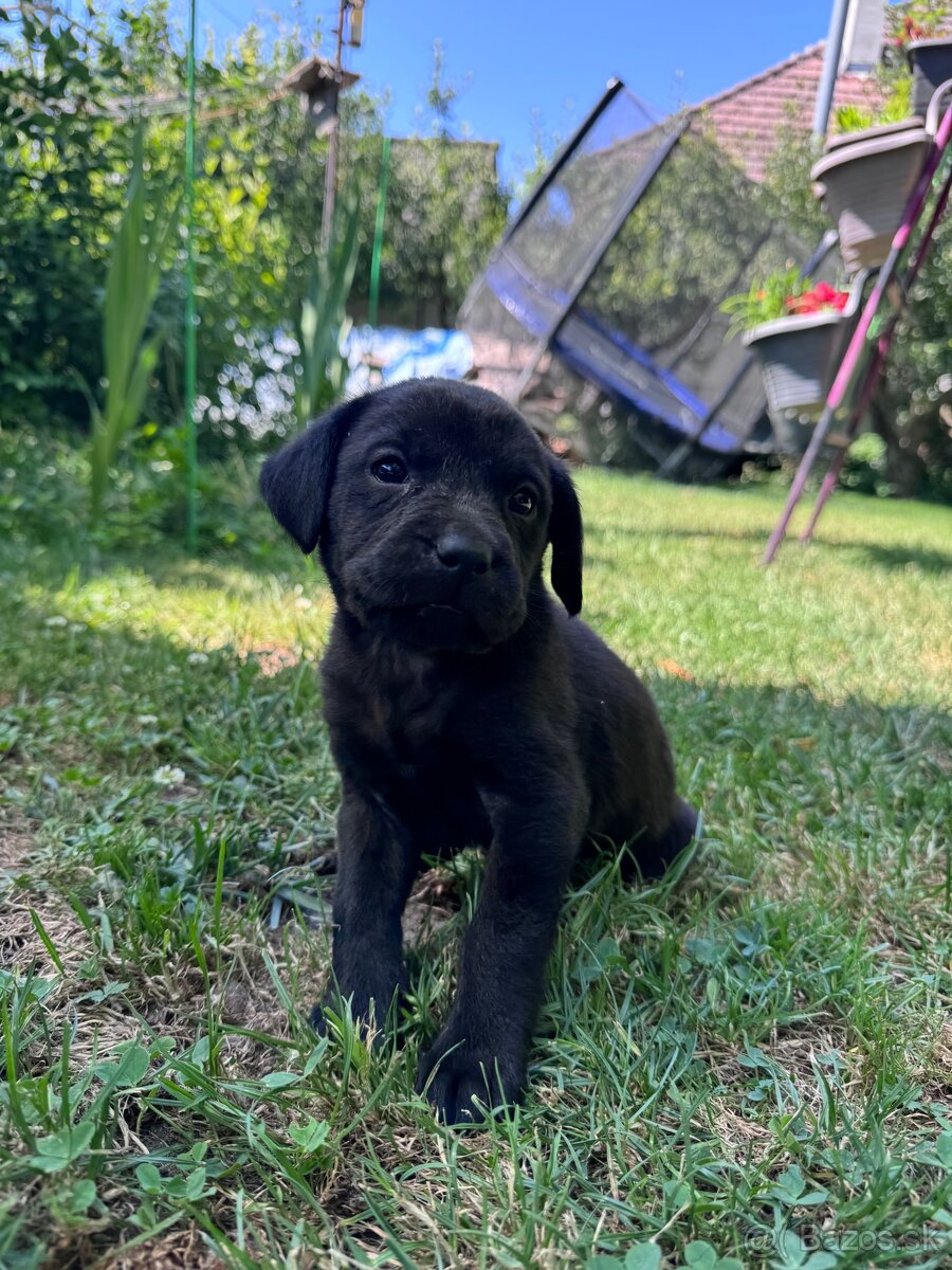 Labrador mix šteniatko