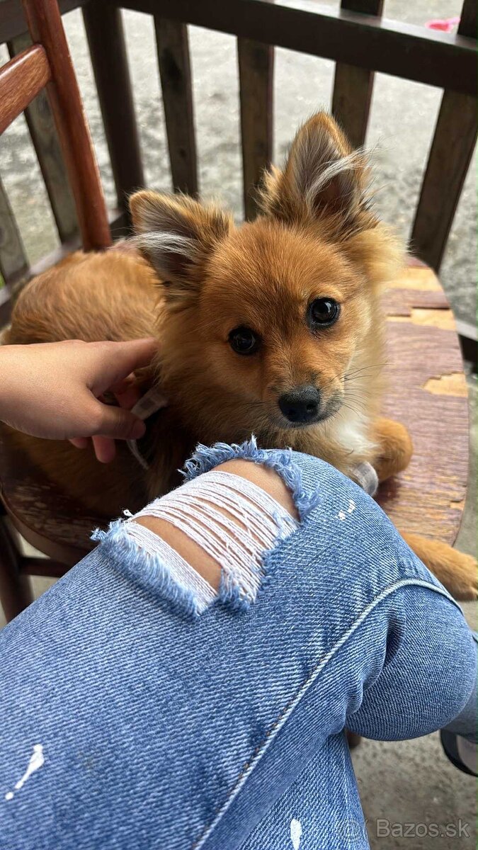 Pomerian
