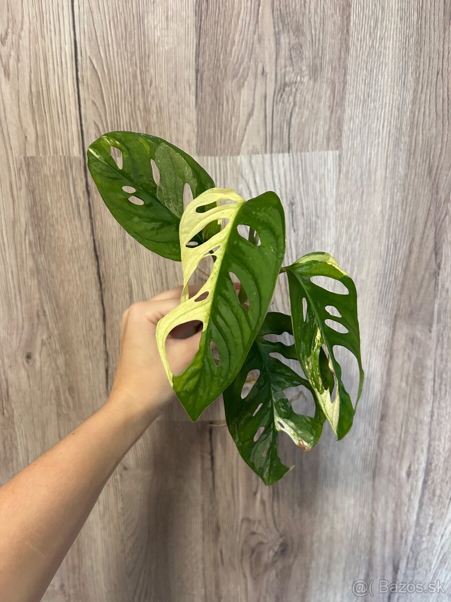 Monstera adansonii albo
