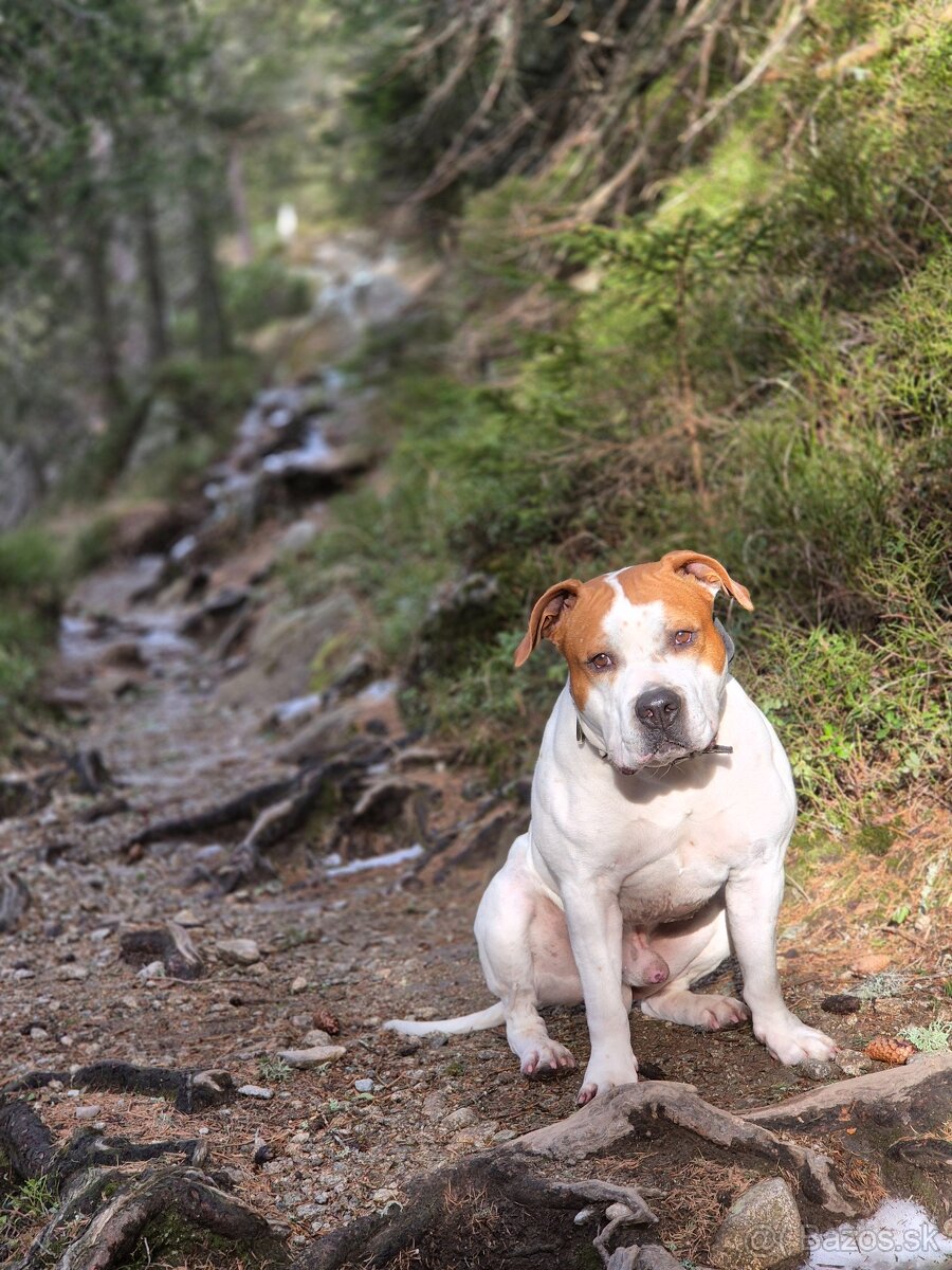 Amstaff na krytie