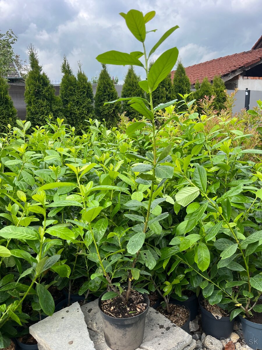 Vavrinovec novita 60-80cm /6€